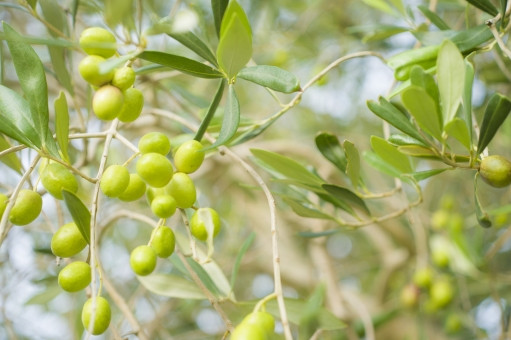 本物のオリーブオイルのおすすめ エチオピアコーヒー豆に関する詳しい情報をブログで紹介しています